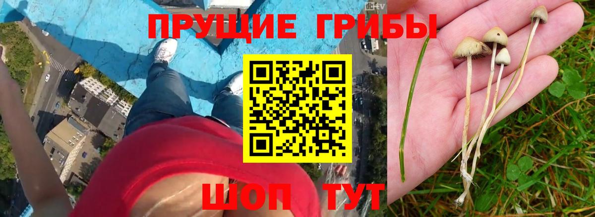 Советск  Псилоцибиновые грибы MAGIC MUSHROOMS  Вход с VPN  Псилоцибиновые грибы Psilocybine cubensis 